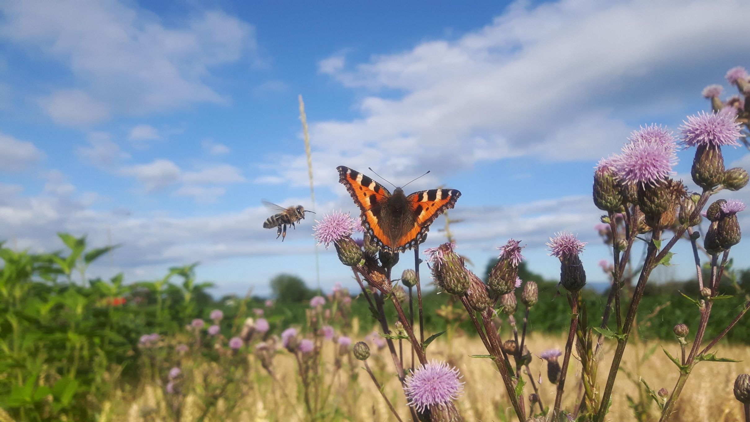 Blume mit Biene und Schmetterling